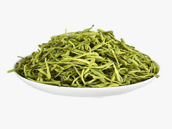 Lonicera japonica